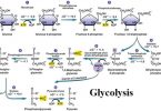 MCQ ON GLYCOLYSIS class 12 for NEET
