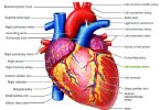 MCQ ON HUMAN HEART class 12 for NEET