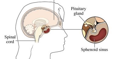 MCQ ON PITUITARY GLAND class 12 for NEET