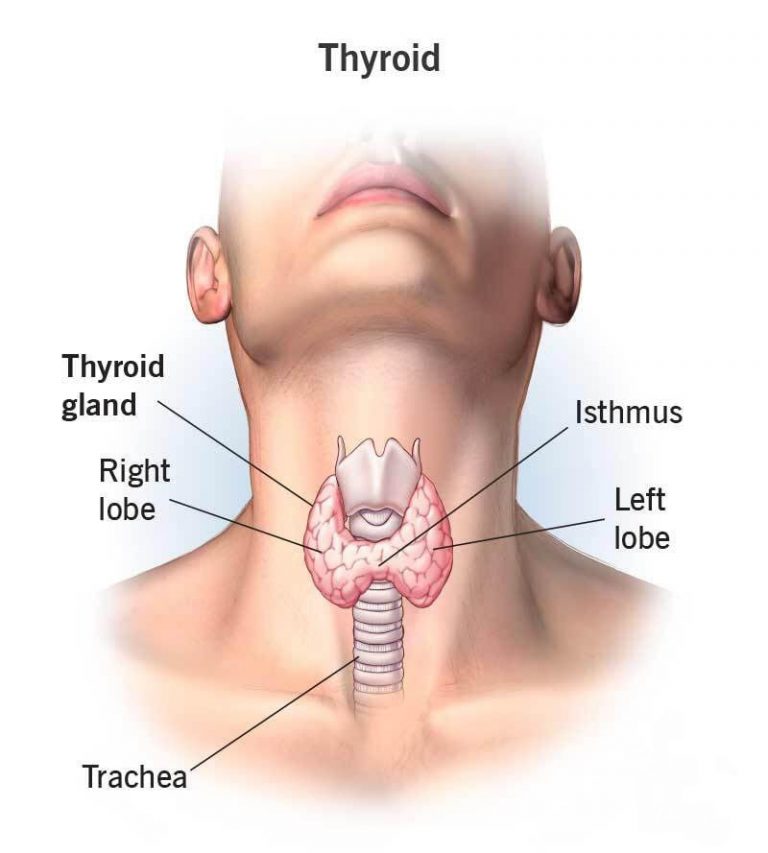 mcq-on-thyroid-glands-class-12-for-neet-biologysir