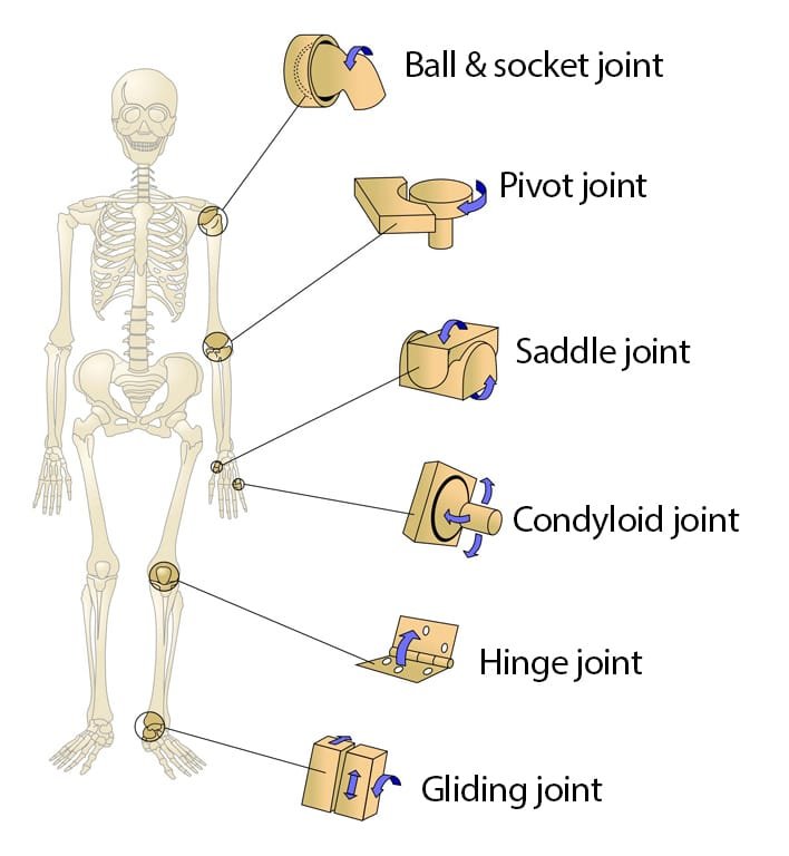 MCQ ON JOINTS Class 11 For NEET Biologysir