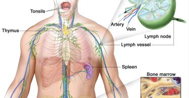 MCQ ON LYMPHATIC SYSTEM class 11 for NEET
