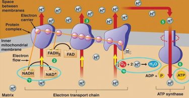 MCQ ON ELECTRON AND TRANSPORT SYSTEM AND OXIDATIVE PHOSPHORYLATION class 11 for NEET