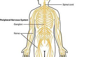 MCQ ON CENTRAL NERVOUS SYSTEM class 11 for NEET