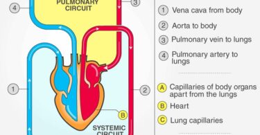 MCQ ON ELECTROCARDIOGRAPH AND REGULATION OF CARDIAC ACTIVITY class 11 for NEET