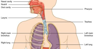 MCQ ON HUMAN RESPIRATORY SYSTEM class 11 for NEET