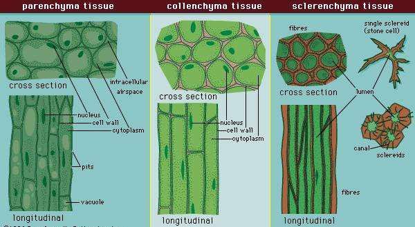 What Is Simple Permanent Tissue Class 9 Ncert Solutions