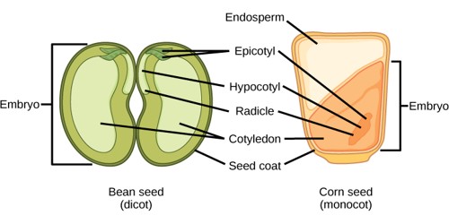 MCQ ON STRUCTURE OF DICOTYLEDONOUS SEED/ STRUCTURE OF MONOCOTYLEDONOUS SEED class 11 for NEET