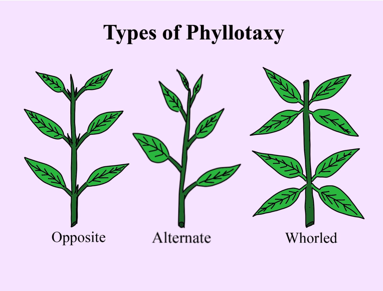 MCQ ON PHYLLOTAXY / PHYLLOTAXY class 11 for NEET