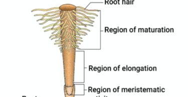 MCQ ON ROOT AND REGIONS OF ROOT / ROOT AND REGIONS OF ROOT class 11 for NEET