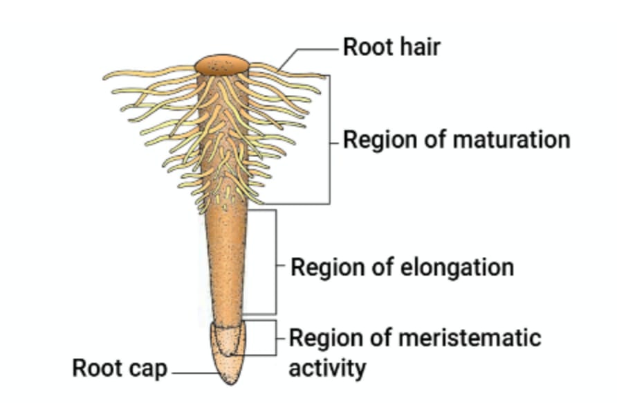 MCQ ON ROOT AND REGIONS OF ROOT / ROOT AND REGIONS OF ROOT class 11 for NEET