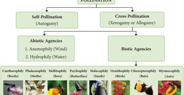 Abiotic agents (Types of Pollination)