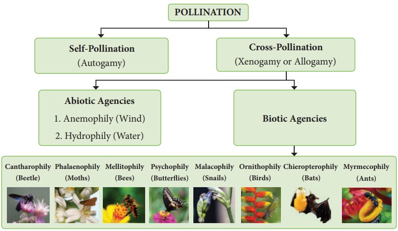 Abiotic agents (Types of Pollination)