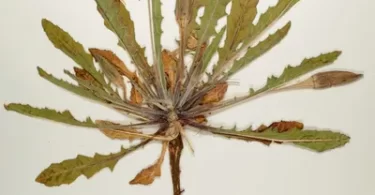 MCQ On Herbarium for NEET