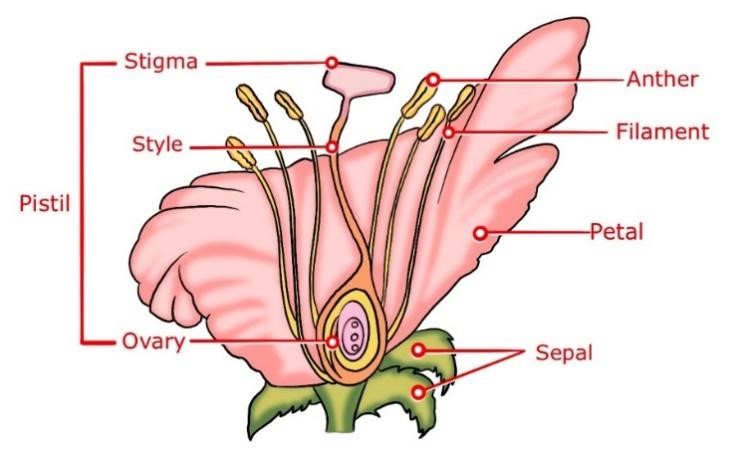 Sexual reproduction in flowering plants 