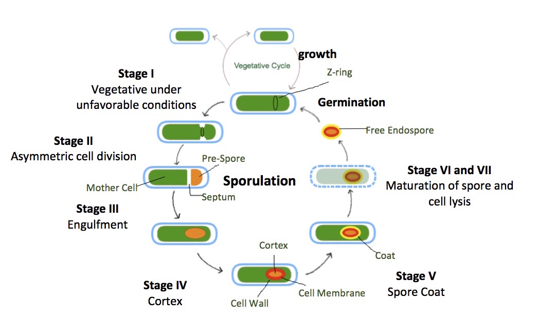 Sporulation (Asexual Reproduction)