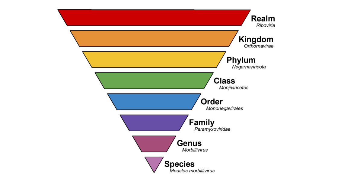 MCQ ON Taxonomic Categories for NEET - Biologysir