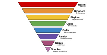 Taxonomic Categories for NEET
