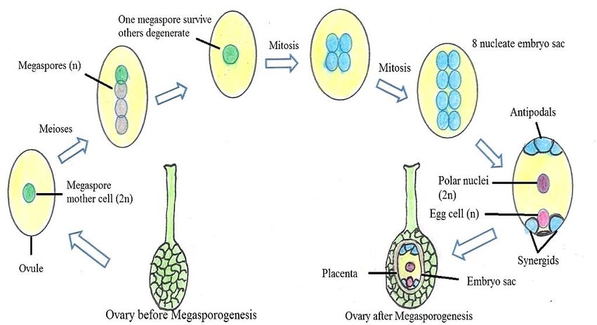 Megasporogenesis