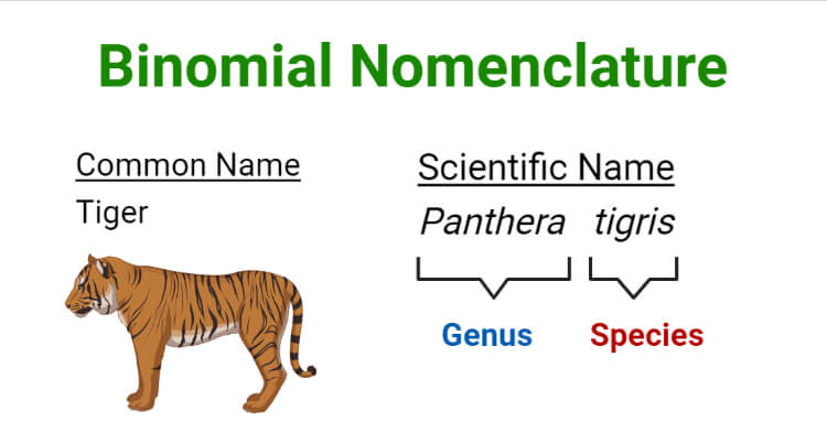MCQ ON Binomial nomenclature for NEET