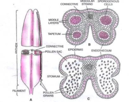 MCQ ON Structure of anther for NEET - Biologysir