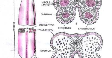 Stamen microsporangium and pollen grain
