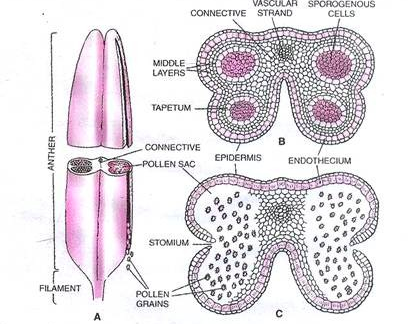 Stamen microsporangium and pollen grain 
