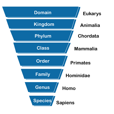 Taxonomy for NEET